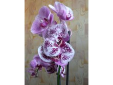 Phalaenopsis Elegant Beauty meertak.JPG