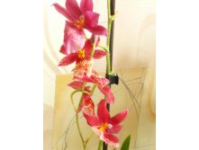 Orchidee Cambria Nelly Isler.JPG