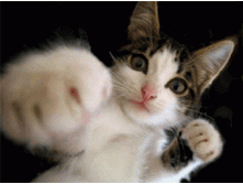 Cat-gif-cats-15443764-340-255.gif