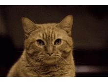 Cat-gif-cats-15443955-320-213.gif