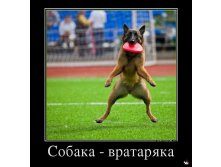 1361263471_570615_sobakavrataryaka_demotivators_ru.jpg