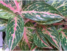 (Aglaonema Butterfly