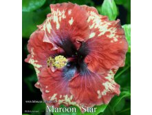 012 - Maroon Star.jpg