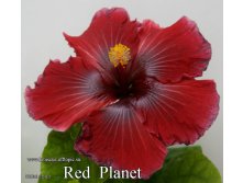 031 - Red Planet.jpg