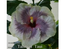 042 - Tahitian Taui.jpg