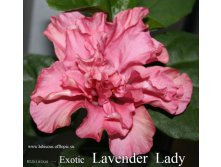 062 - Exotic Lavender Lady.jpg