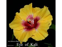 066 - Eye of Kali.jpg