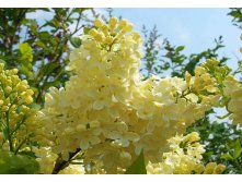  Syringa v.Primrose - 2,93