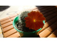 Rebutia