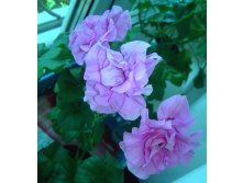 PAC Lilac Rose.jpg