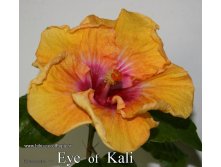 127 - Eye of Kali.jpg