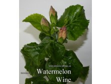 129 - Watermelon Wine-buton.jpg