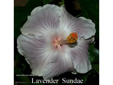 132 - Lavender Sundae.jpg