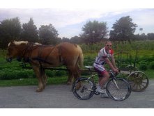 thomas_steinbacher_stradalli_como_horse.jpg