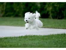 puppy-running.jpg