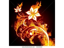 stock-photo-flower-in-flames-34840618.jpg