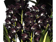 15351-chocolate_cymbidium.jpg