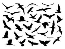 vector_flying_birds_by_design-maker.jpg