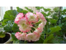 Appleblossom Rosebud