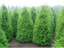   (Thuja occ. 'Brabant') - 1,95