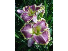 Hemerocallis_Bestseller_NEW.jpg