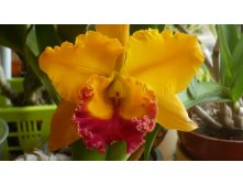  Blc.Yen Golden Master Piece