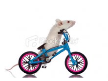 45965174-stock-photo-11863166-fat-white-mouse-walking-his-bicycle.jpg