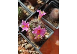 Mammillaria microcarpa