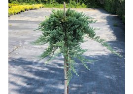   (Juniperus horizontalis Prince of Wales) 5, 70, 5440 