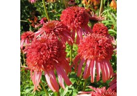   (Echinacea hybrida Guava Ice C1,5 )  320   1 