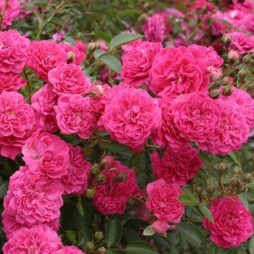 Rosa miniature Roxy.jpg