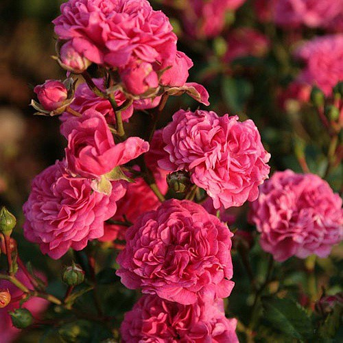 Rosa miniature Pepita.jpg