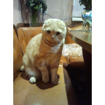 что делать если кошка не наступает на лапу
