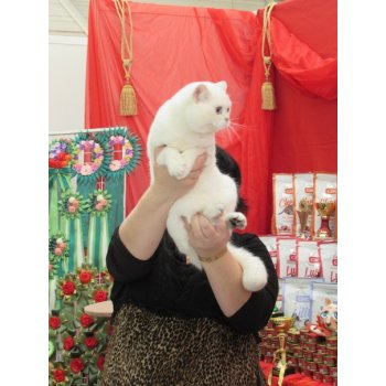 Как заставить кота вязать кошку. 110552381 coiq79fmkv0. Как заставить кота вязать кошку фото. Как заставить кота вязать кошку-110552381 coiq79fmkv0. картинка Как заставить кота вязать кошку. картинка 110552381 coiq79fmkv0
