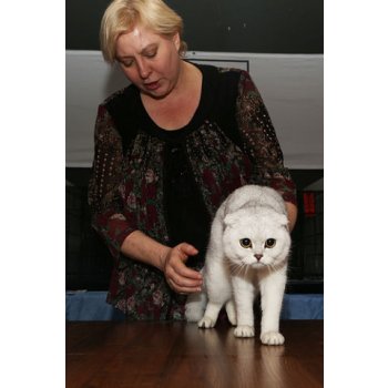 Как заставить кота вязать кошку. 110552877 image 3. Как заставить кота вязать кошку фото. Как заставить кота вязать кошку-110552877 image 3. картинка Как заставить кота вязать кошку. картинка 110552877 image 3