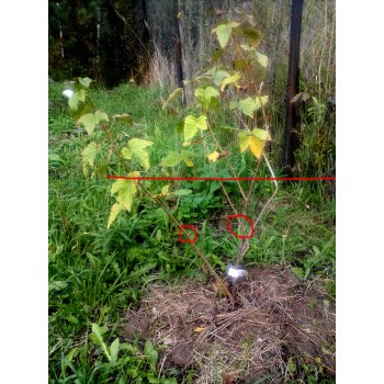 При посадке не заглубили корневую шейку у смородины. 156089555 img 201cor. При посадке не заглубили корневую шейку у смородины фото. При посадке не заглубили корневую шейку у смородины-156089555 img 201cor. картинка При посадке не заглубили корневую шейку у смородины. картинка 156089555 img 201cor. Возможно, черная смородина снисходительно прощает вам отсутствие должного ухода, радуя почти ежегодным урожаем. Но если бы вы знали, на что способен этот отзывчивый на заботу кустарник, если создать ему комфортные условия!