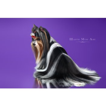 питомник красивая история вконтакте. Смотреть фото питомник красивая история вконтакте. Смотреть картинку питомник красивая история вконтакте. Картинка про питомник красивая история вконтакте. Фото питомник красивая история вконтакте питомник красивая история вконтакте. Смотреть фото питомник красивая история вконтакте. Смотреть картинку питомник красивая история вконтакте. Картинка про питомник красивая история вконтакте. Фото питомник красивая история вконтакте