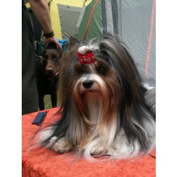 питомник красивая история вконтакте. Смотреть фото питомник красивая история вконтакте. Смотреть картинку питомник красивая история вконтакте. Картинка про питомник красивая история вконтакте. Фото питомник красивая история вконтакте питомник красивая история вконтакте. Смотреть фото питомник красивая история вконтакте. Смотреть картинку питомник красивая история вконтакте. Картинка про питомник красивая история вконтакте. Фото питомник красивая история вконтакте