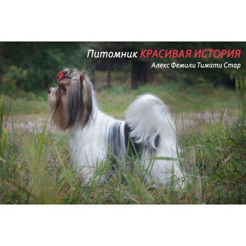 питомник красивая история вконтакте. Смотреть фото питомник красивая история вконтакте. Смотреть картинку питомник красивая история вконтакте. Картинка про питомник красивая история вконтакте. Фото питомник красивая история вконтакте питомник красивая история вконтакте. Смотреть фото питомник красивая история вконтакте. Смотреть картинку питомник красивая история вконтакте. Картинка про питомник красивая история вконтакте. Фото питомник красивая история вконтакте