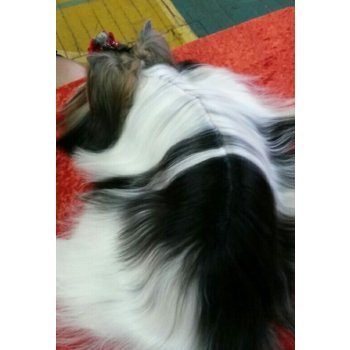 питомник красивая история вконтакте. Смотреть фото питомник красивая история вконтакте. Смотреть картинку питомник красивая история вконтакте. Картинка про питомник красивая история вконтакте. Фото питомник красивая история вконтакте питомник красивая история вконтакте. Смотреть фото питомник красивая история вконтакте. Смотреть картинку питомник красивая история вконтакте. Картинка про питомник красивая история вконтакте. Фото питомник красивая история вконтакте