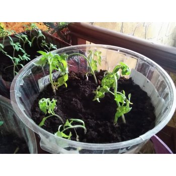 залили рассаду помидор что делать. Смотреть фото залили рассаду помидор что делать. Смотреть картинку залили рассаду помидор что делать. Картинка про залили рассаду помидор что делать. Фото залили рассаду помидор что делать залили рассаду помидор что делать. Смотреть фото залили рассаду помидор что делать. Смотреть картинку залили рассаду помидор что делать. Картинка про залили рассаду помидор что делать. Фото залили рассаду помидор что делать