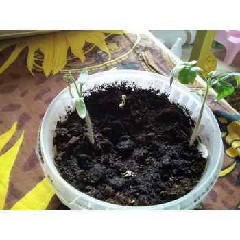 залили рассаду помидор что делать. Смотреть фото залили рассаду помидор что делать. Смотреть картинку залили рассаду помидор что делать. Картинка про залили рассаду помидор что делать. Фото залили рассаду помидор что делать залили рассаду помидор что делать. Смотреть фото залили рассаду помидор что делать. Смотреть картинку залили рассаду помидор что делать. Картинка про залили рассаду помидор что делать. Фото залили рассаду помидор что делать