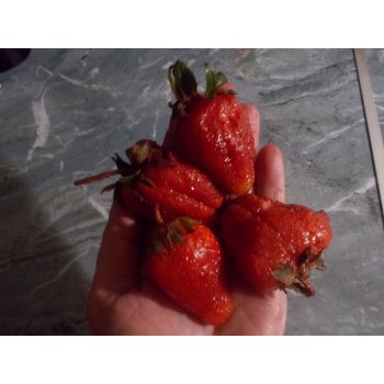 Можно ли замораживать семена клубники. 206858666 dscn3122. Можно ли замораживать семена клубники фото. Можно ли замораживать семена клубники-206858666 dscn3122. картинка Можно ли замораживать семена клубники. картинка 206858666 dscn3122. Дачник