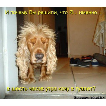 что делать если собака не хочет идти домой после прогулки. Смотреть фото что делать если собака не хочет идти домой после прогулки. Смотреть картинку что делать если собака не хочет идти домой после прогулки. Картинка про что делать если собака не хочет идти домой после прогулки. Фото что делать если собака не хочет идти домой после прогулки