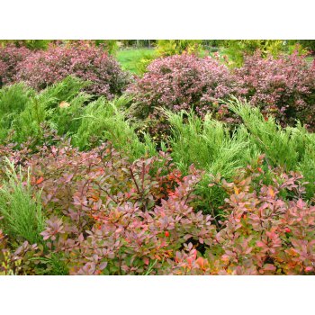 барбарис замерз что делать. Смотреть фото барбарис замерз что делать. Смотреть картинку барбарис замерз что делать. Картинка про барбарис замерз что делать. Фото барбарис замерз что делать барбарис замерз что делать. Смотреть фото барбарис замерз что делать. Смотреть картинку барбарис замерз что делать. Картинка про барбарис замерз что делать. Фото барбарис замерз что делать