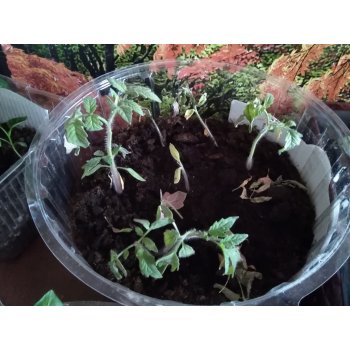 залили рассаду помидор что делать. Смотреть фото залили рассаду помидор что делать. Смотреть картинку залили рассаду помидор что делать. Картинка про залили рассаду помидор что делать. Фото залили рассаду помидор что делать залили рассаду помидор что делать. Смотреть фото залили рассаду помидор что делать. Смотреть картинку залили рассаду помидор что делать. Картинка про залили рассаду помидор что делать. Фото залили рассаду помидор что делать