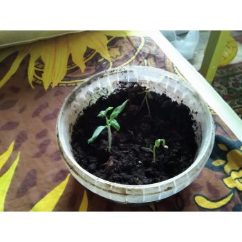 залили рассаду помидор что делать. Смотреть фото залили рассаду помидор что делать. Смотреть картинку залили рассаду помидор что делать. Картинка про залили рассаду помидор что делать. Фото залили рассаду помидор что делать залили рассаду помидор что делать. Смотреть фото залили рассаду помидор что делать. Смотреть картинку залили рассаду помидор что делать. Картинка про залили рассаду помидор что делать. Фото залили рассаду помидор что делать