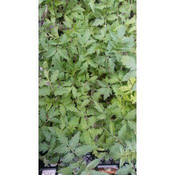 залили рассаду помидор что делать. Смотреть фото залили рассаду помидор что делать. Смотреть картинку залили рассаду помидор что делать. Картинка про залили рассаду помидор что делать. Фото залили рассаду помидор что делать залили рассаду помидор что делать. Смотреть фото залили рассаду помидор что делать. Смотреть картинку залили рассаду помидор что делать. Картинка про залили рассаду помидор что делать. Фото залили рассаду помидор что делать