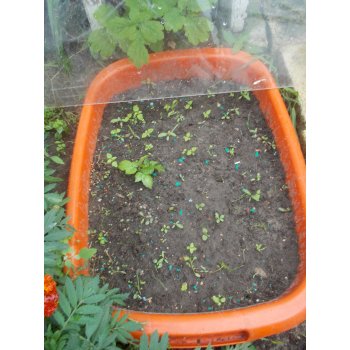 Можно ли замораживать семена клубники. 209986952 dscn3525. Можно ли замораживать семена клубники фото. Можно ли замораживать семена клубники-209986952 dscn3525. картинка Можно ли замораживать семена клубники. картинка 209986952 dscn3525. Дачник