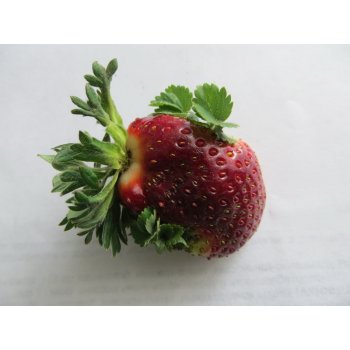 Можно ли замораживать семена клубники. 209987858 mal vina prikol. Можно ли замораживать семена клубники фото. Можно ли замораживать семена клубники-209987858 mal vina prikol. картинка Можно ли замораживать семена клубники. картинка 209987858 mal vina prikol. Дачник